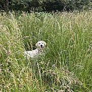 Edwige Bourghelle a rejoint le concours — aidez-le/la à gagner de superbes lots ! dog, white_dog, grass, tall_grass, greenery, outdoor, nature, field, summer, happy, pet, animal, tongue_out, playful, canine, wild, leafy, tree, sunlight, meadow