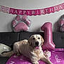 Nala a rejoint le concours — aidez-le/la à gagner de superbes lots ! dog, golden_retriever, birthday, balloon, pink, blanket, cake, sofa, indoor, celebration, paw_print, number_one, pet, smiling_dog, party_decorations, home, festive, toy_cake, relaxed, cute