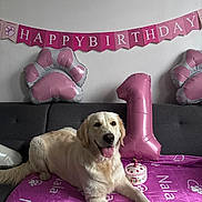 Nala participe au concours pour gagner de l'argent avec cette photo : dog, golden_retriever, birthday, balloon, pink, number_one, cake, blanket, paw_print, sofa, celebration, pet, indoor, smiling, tongue_out, decorations, party, cute, happy, laying_down