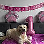 balloon, birthday, blanket, cake, celebration, cute, decorations, dog, golden_retriever, happy, indoor, laying_down, number_one, party, paw_print, pet, pink, smiling, sofa, tongue_out