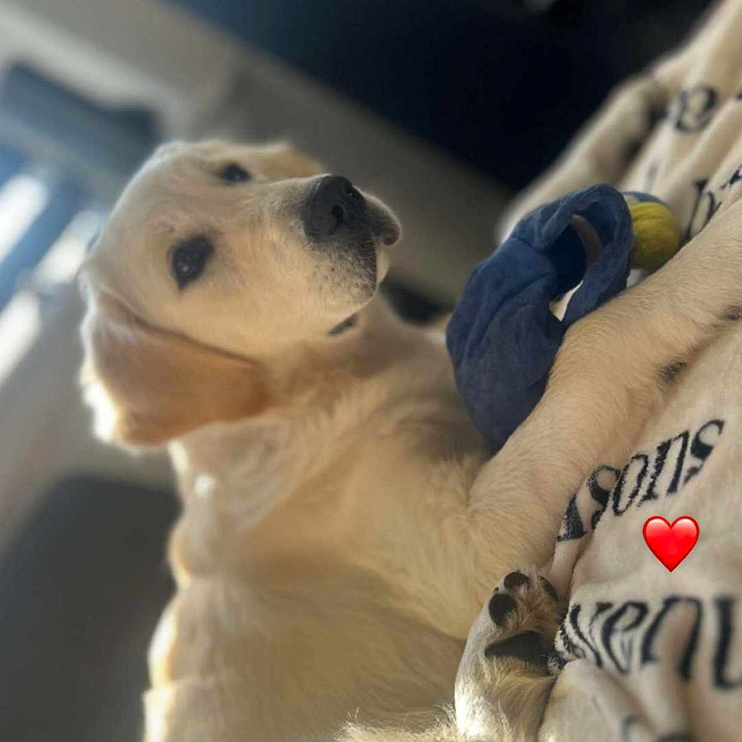 Nala a rejoint le concours — aidez-le/la à gagner de superbes lots ! animal, blanket, closeup, comfy, cute, dog, fur, golden_retriever, home, indoor, laying, mammal, paw, pet, relaxed, resting, soft, sunlight, toy, window