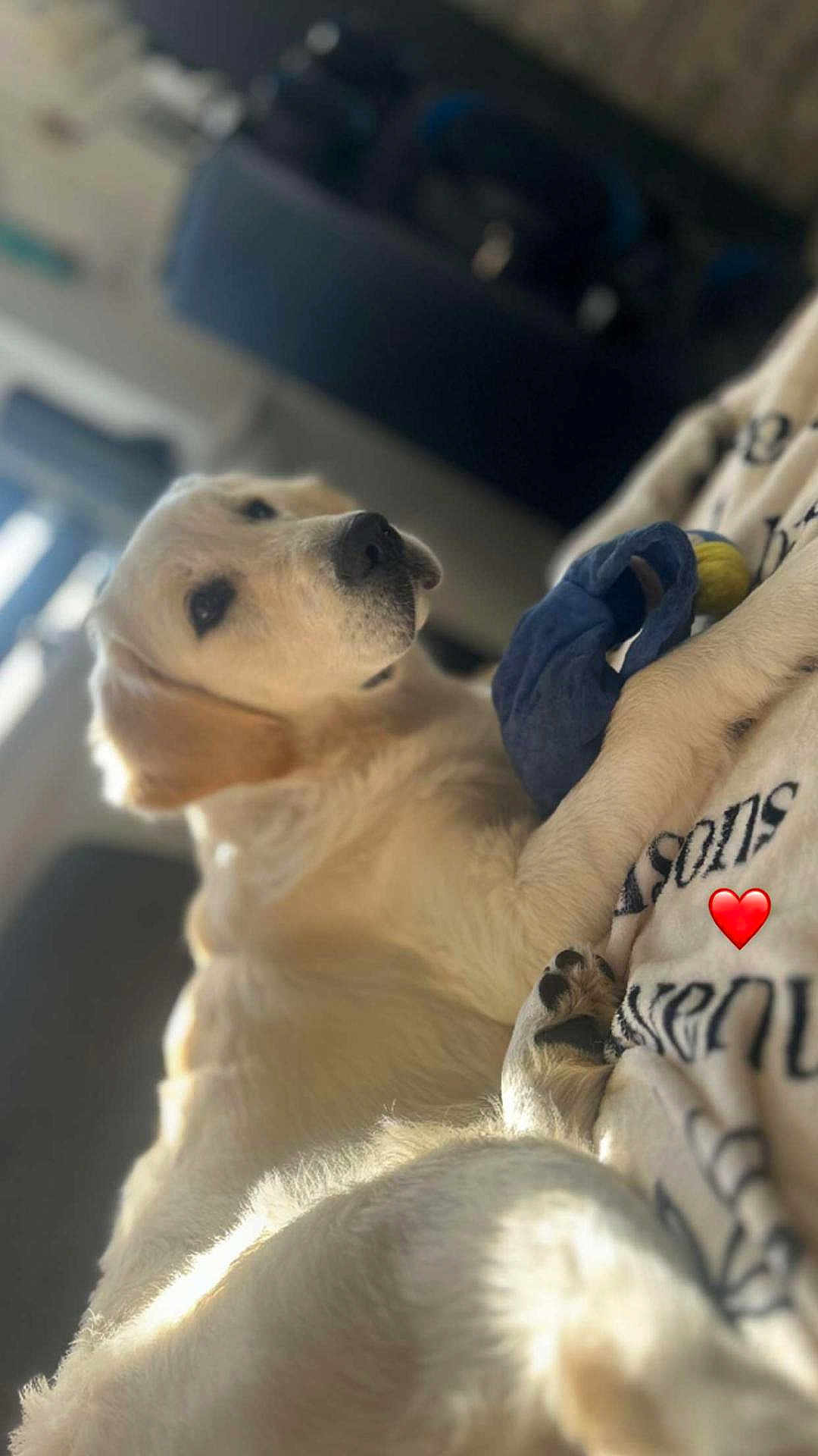 Nala a rejoint le concours — aidez-le/la à gagner de superbes lots ! dog, golden_retriever, toy, blanket, indoor, pet, relaxed, sunlight, window, fur, paw, comfy, home, animal, mammal, laying, resting, closeup, soft, cute