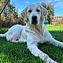 Nala a rejoint le concours — aidez-le/la à gagner de superbes lots ! dog, golden_retriever, puppy, grass, outdoor, sunny, blue_sky, pet, animal, nature, garden, fence, leaf, canine, mammal, cute, young, relaxed, lying_down, greenery