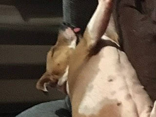 Jolly a rejoint le concours — aidez-le/la à gagner de superbes lots ! american_bulldog, american_pit_bull_terrier, boston_terrier, bull_terrier, bulldog, canidae, carnivore, dog, dog_breed, fawn, french_bulldog, great_dane, guard_dog, italian_greyhound, leg, mammal, non_sporting_group, sporting_group