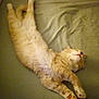 Mr. Kitty Kitty is registered to the contest to win money with this photo: cat, orange_tabby, ginger_cat, sleeping_cat, stretched_out, paws, fur, bed, sheet, mattress, indoor, cozy, pet, relaxed, lying_down, whiskers, fluffy, sleeping, nursery_bedroom, portrait_orientation