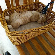 Mr. Kitty Kitty joined the competition — help win amazing prizes! cat, basket, wicker_basket, ginger_cat, sleeping, nap, paws, stretched_out, cozy, ribbon, chair, wooden_slats, floor_tile, indoor, pet, whiskers, relaxed, cushion, scooter_wheel, home_interior