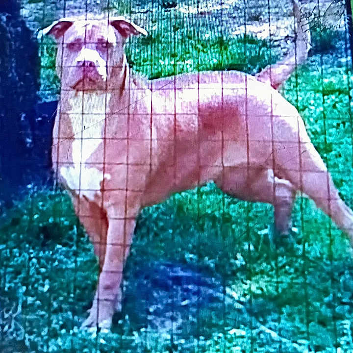 Miss Bonnie joined the competition — help win amazing prizes! alert, animal, brown_coat, canine, daylight, dog, domestic_animal, ears, fence, four_legs, grass, mammal, nature, outdoor, pet, quiet, standing, tail, wire_fence, yard