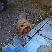 Miss Bonnie joined the competition — help win amazing prizes! dog, lion_costume, outdoor, stone_path, dirt, leaves, vehicle_tire, blue_step, pet, animal, costume, curious, brown_dog, backyard, daylight, walking, nature, grass, sidewalk, playful
