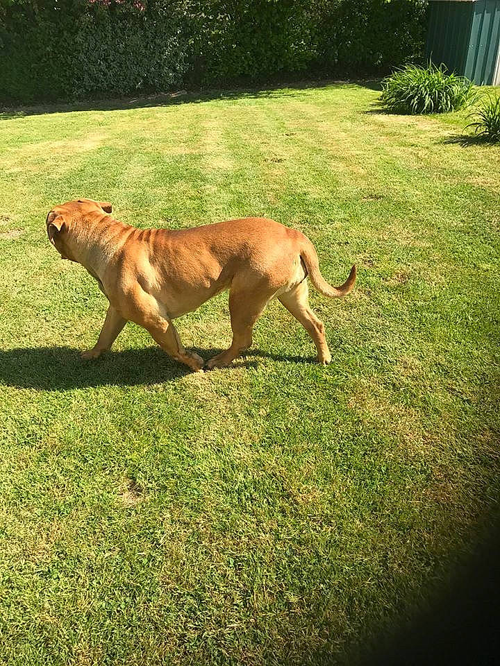 Lina participe au concours pour gagner de l'argent avec cette photo : boerboel, bullmastiff, canidae, carnivore, dog, dog_breed, fawn, fila_brasileiro, grass, mammal, perro_de_presa_mallorquin, plant, tosa, vertebrate