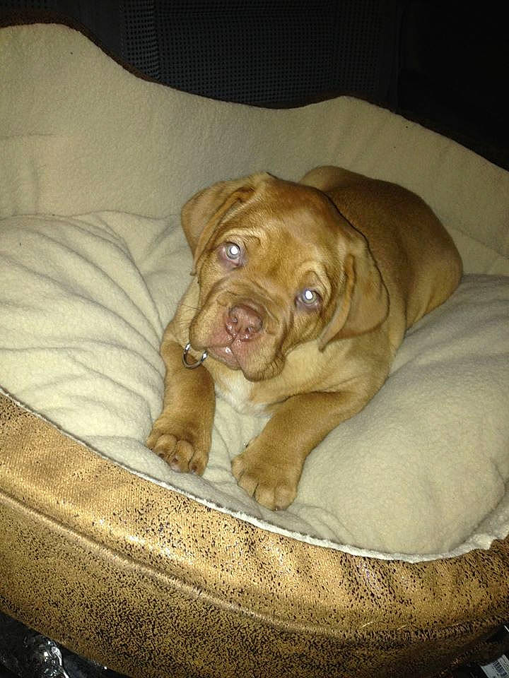 Lina participe au concours pour gagner de l'argent avec cette photo : canidae, carnivore, dog, dog_breed, dogue_de_bordeaux, fawn, guard_dog, korean_mastiff, mammal, non_sporting_group, ori_pei, sporting_group, vertebrate, working_dog, wrinkle