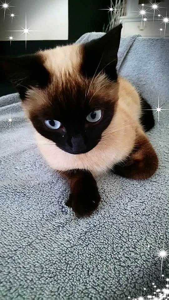 Louna a rejoint le concours — aidez-le/la à gagner de superbes lots ! balinese, birman, carnivore, cat, eye, felidae, fur, himalayan, iris, kitten, mammal, nose, ojos_azules, organ, ragdoll, siamese, small_to_medium_sized_cats, thai, vertebrate, whiskers