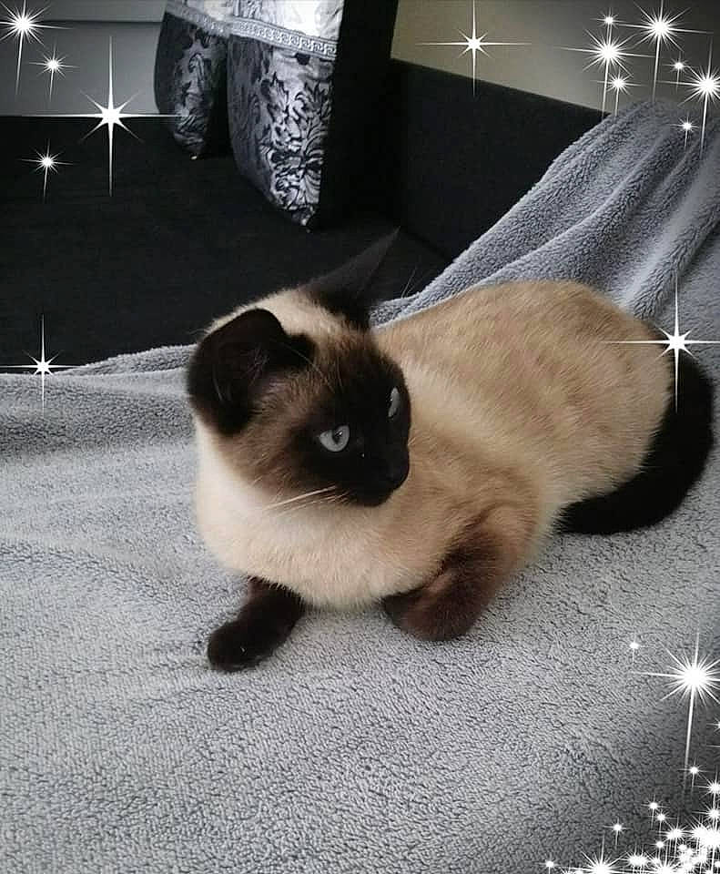 Louna participe au concours pour gagner de l'argent avec cette photo : balinese, birman, carnivore, cat, eye, fawn, felidae, fur, himalayan, mammal, ragdoll, siamese, skin, sky, small_to_medium_sized_cats, snowshoe, tail, thai, tonkinese, whiskers