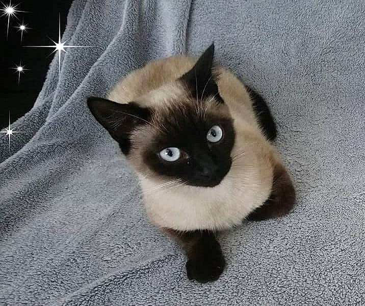 Louna participe au concours pour gagner de l'argent avec cette photo : balinese, birman, burmese, carnivore, cat, colorpoint_shorthair, eye, felidae, head, himalayan, iris, mammal, ragdoll, siamese, small_to_medium_sized_cats, snowshoe, thai, tonkinese, vertebrate, whiskers