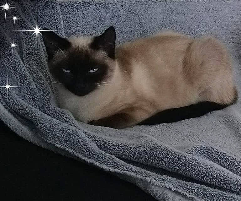 Louna a rejoint le concours — aidez-le/la à gagner de superbes lots ! balinese, birman, burmese, carnivore, cat, colorpoint_shorthair, eye, fawn, felidae, himalayan, javanese, mammal, ragdoll, siamese, small_to_medium_sized_cats, snowshoe, thai, tonkinese, vertebrate, whiskers