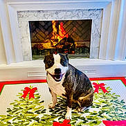 Sissy is registered to the contest to win money with this photo: dog, fireplace, christmas_tree, mat, indoor, holiday, decor, smiling, pet, white_marble, warmth, festive, red_bow, floor_mat, cozy, animal, sitting, home, background, celebration