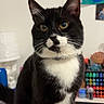 cat, tuxedo_cat, black_and_white, pet, animal, indoor, sitting, whiskers, ears, eyes, fur, collar, table, art_supplies, colorful, background, decor, household, domestic, close_up
