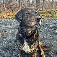 Dolce joined the competition — help win amazing prizes! dog, wet, muddy, outdoor, forest, gravel, animal, pet, collar, sitting, nature, canine, fur, ears, nose, paws, trees, bark, ground, daylight