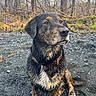 dog, wet, muddy, outdoor, forest, gravel, animal, pet, collar, sitting, nature, canine, fur, ears, nose, paws, trees, bark, ground, daylight