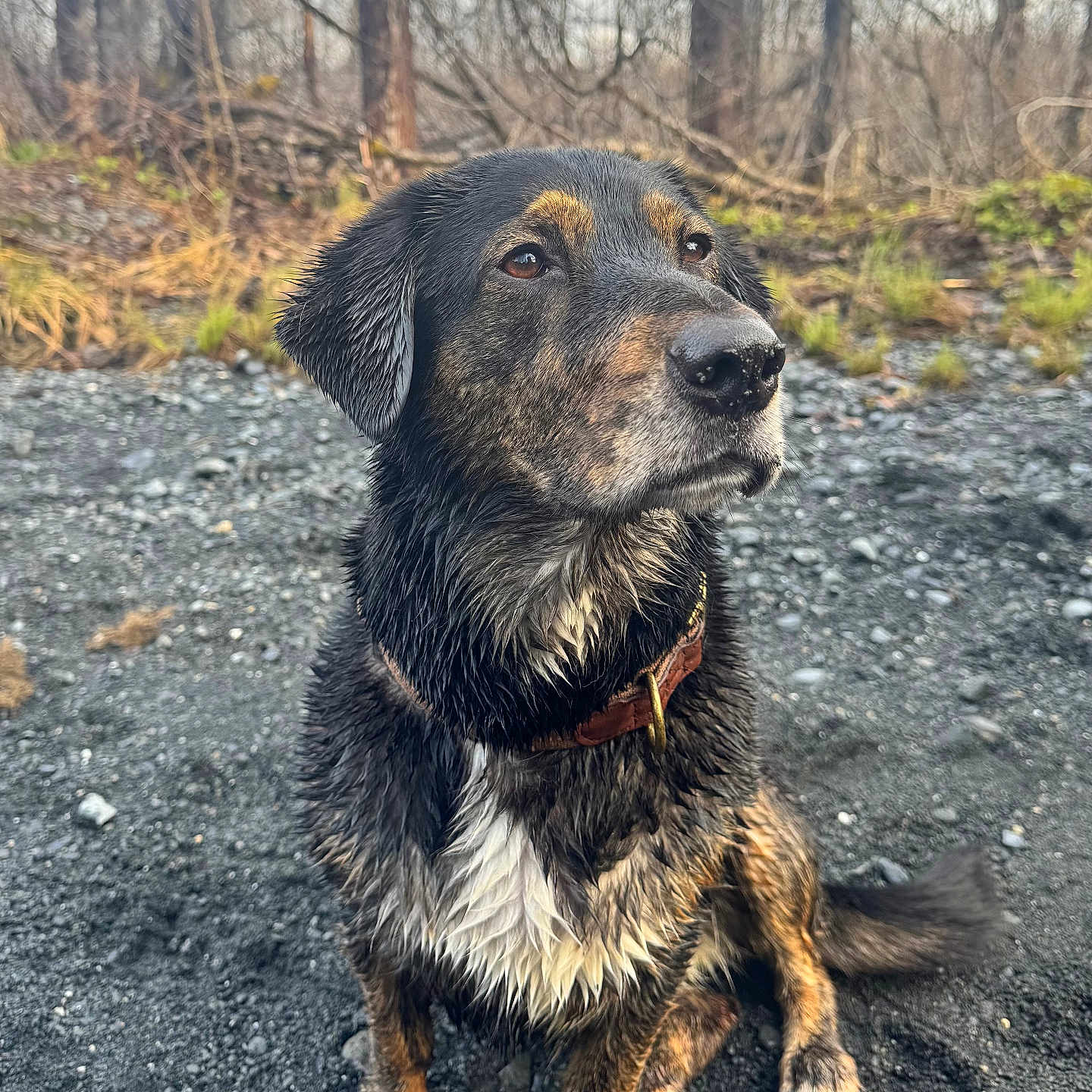 Dolce joined the competition — help win amazing prizes! dog, wet, muddy, outdoor, forest, gravel, animal, pet, collar, sitting, nature, canine, fur, ears, nose, paws, trees, bark, ground, daylight