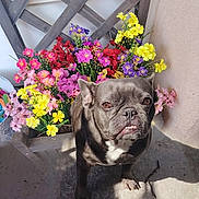 Blue a rejoint le concours — aidez-le/la à gagner de superbes lots ! dog, french_bulldog, flowers, bouquet, colorful, pet, outdoor, sunlight, shadow, concrete_floor, wooden_lattice, plant, pink_flowers, yellow_flowers, purple_flowers, red_flowers, animal, portrait, cute, expression