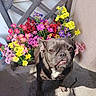 dog, french_bulldog, flowers, bouquet, colorful, pet, outdoor, sunlight, shadow, concrete_floor, wooden_lattice, plant, pink_flowers, yellow_flowers, purple_flowers, red_flowers, animal, portrait, cute, expression