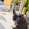 Blue participe au concours pour gagner de l'argent avec cette photo : dog, french_bulldog, pet, indoor, sunlight, floor, door, flowers, flower_box, scratching_post, shadow, curious, looking_back, animal, companion, home, cozy, gray_dog, ears, seated