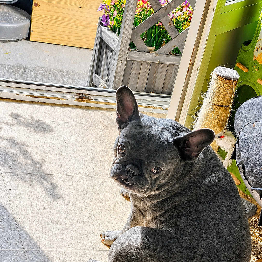 Blue participe au concours pour gagner de l'argent avec cette photo : dog, french_bulldog, pet, indoor, sunlight, floor, door, flowers, flower_box, scratching_post, shadow, curious, looking_back, animal, companion, home, cozy, gray_dog, ears, seated