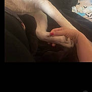 Panda is registered to the contest to win money with this photo: animal, black_fabric, bond, close_up, comfort, dog_paw, domestic_animal, fur, gentle, human_hand, indoor, nail_polish, pet, relaxation, resting, skin, soft_light, tattoo, touch, white_fur