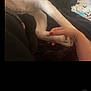 animal, black_fabric, bond, close_up, comfort, dog_paw, domestic_animal, fur, gentle, human_hand, indoor, nail_polish, pet, relaxation, resting, skin, soft_light, tattoo, touch, white_fur