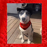 Panda joined the competition — help win amazing prizes! dog, cowboy_hat, bandana, red_bandana, pet, outdoor, wooden_deck, sitting, black_and_white, canine, sunlight, smiling, animal, domestic_animal, portrait, summer, hat, costume, cute, friendly