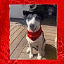 dog, cowboy_hat, bandana, red_bandana, pet, outdoor, wooden_deck, sitting, black_and_white, canine, sunlight, smiling, animal, domestic_animal, portrait, summer, hat, costume, cute, friendly