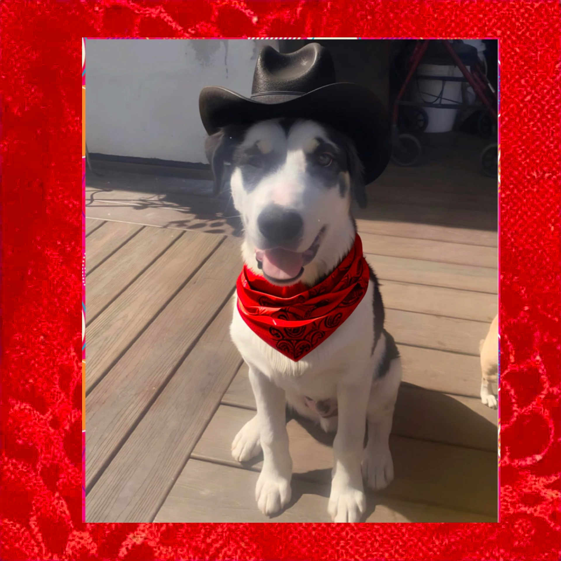 Panda joined the competition — help win amazing prizes! dog, cowboy_hat, bandana, red_bandana, pet, outdoor, wooden_deck, sitting, black_and_white, canine, sunlight, smiling, animal, domestic_animal, portrait, summer, hat, costume, cute, friendly