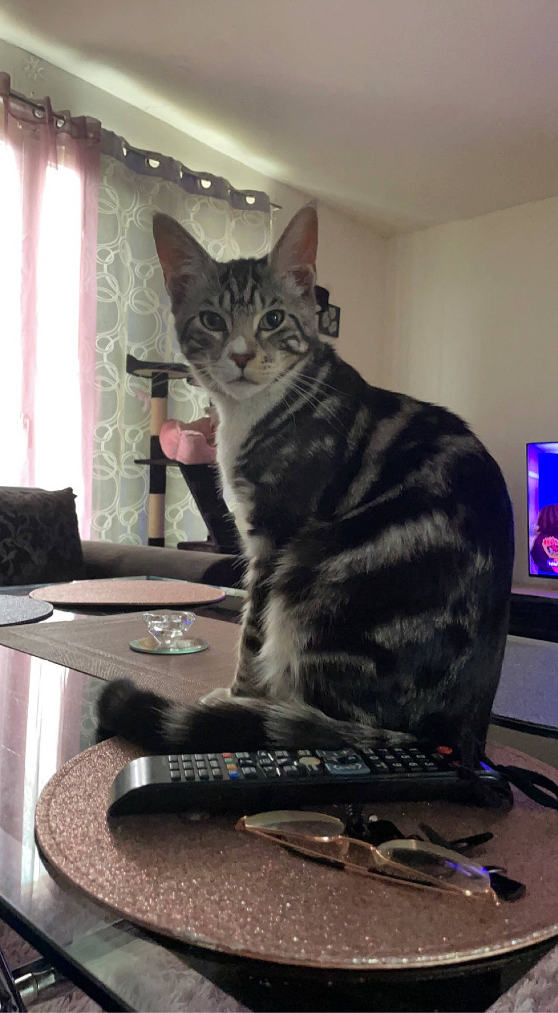 Chico participe au concours pour gagner de l'argent avec cette photo : audio_equipment, carnivore, cat, comfort, curtain, display_device, domestic_short_haired_cat, felidae, fur, led_backlit_lcd_display, office_supplies, remote_control, room, sitting, small_to_medium_sized_cats, table, tail, television, whiskers, window