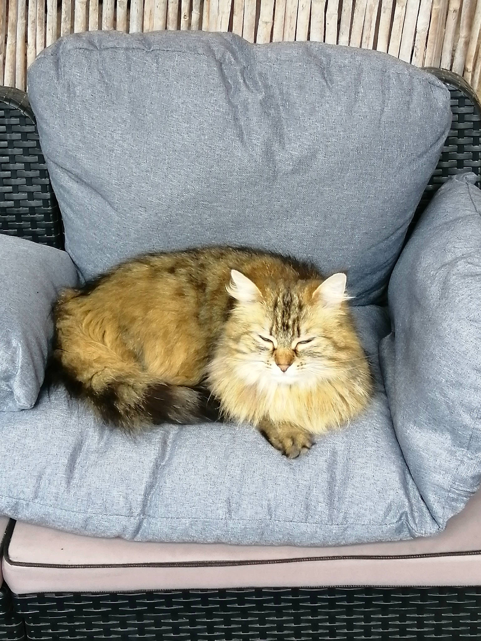 Craquotte participe au concours pour gagner de l'argent avec cette photo : carnivore, cat, claw, comfort, couch, domestic_short_haired_cat, fawn, felidae, fur, grey, nap, plant, sitting, small_to_medium_sized_cats, snout, tail, terrestrial_animal, textile, whiskers, wood