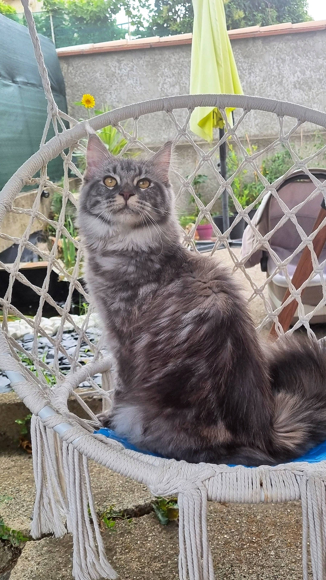 Tayou participe au concours pour gagner de l'argent avec cette photo : animal_shelter, carnivore, cat, domestic_short_haired_cat, felidae, fence, fur, grass, maine_coon, mesh, plant, sitting, small_to_medium_sized_cats, snout, tail, terrestrial_animal, whiskers, window, wood