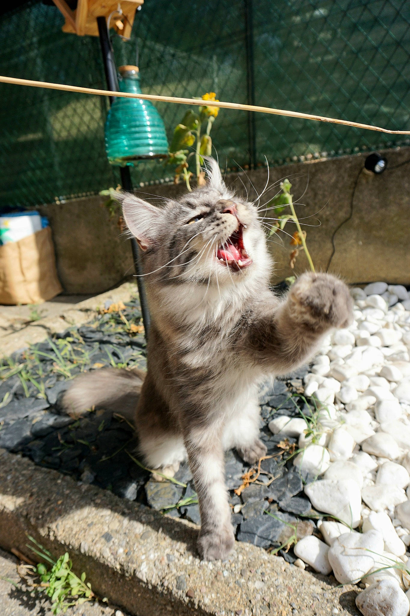 Tayou a rejoint le concours — aidez-le/la à gagner de superbes lots ! canidae, carnivore, cat, claw, domestic_short_haired_cat, felidae, fence, fur, grass, plant, small_to_medium_sized_cats, snout, soil, tail, terrestrial_animal, whiskers