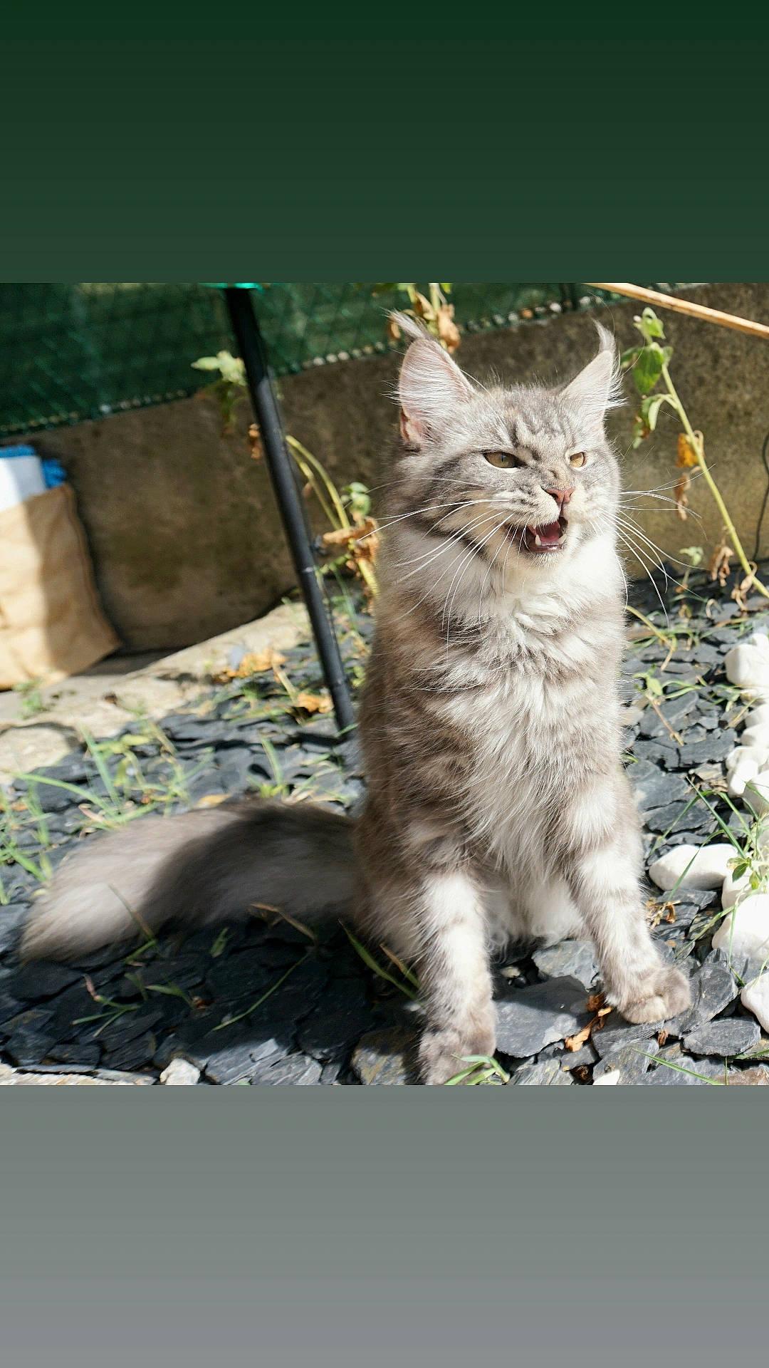 Tayou participe au concours pour gagner de l'argent avec cette photo : carnivore, cat, claw, domestic_short_haired_cat, felidae, fur, gesture, grass, paw, plant, sitting, small_to_medium_sized_cats, snout, tail, terrestrial_animal, whiskers, wildlife