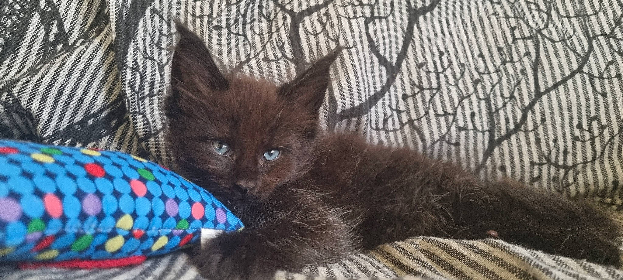 Tsuky participe au concours pour gagner de l'argent avec cette photo : black_cat, carnivore, cat, cat_bed, cat_supply, claw, comfort, cone, domestic_short_haired_cat, fawn, felidae, foot, fur, pattern, paw, small_to_medium_sized_cats, tail, terrestrial_animal, tree, whiskers