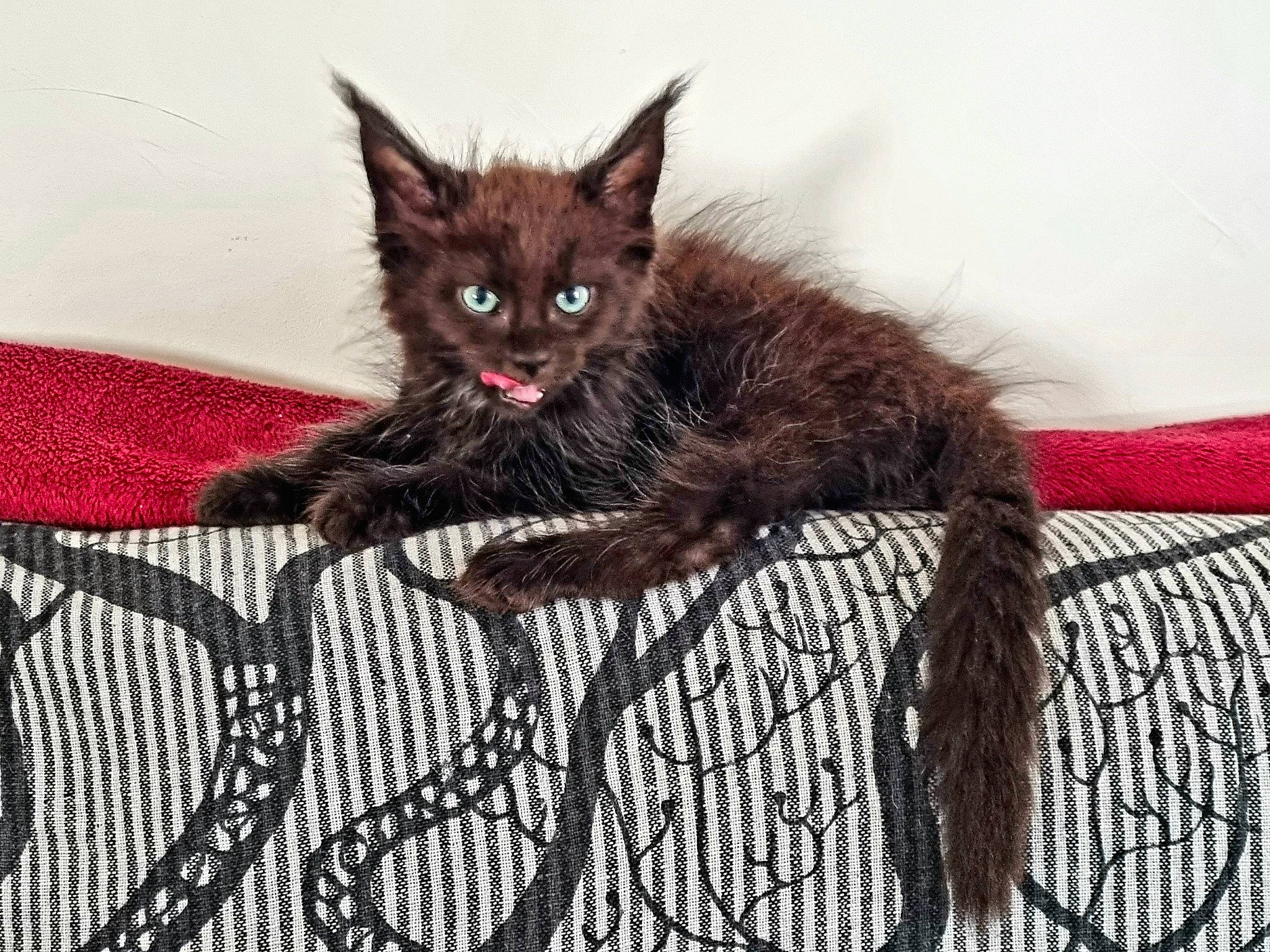 Tsuky participe au concours pour gagner de l'argent avec cette photo : black_cat, bombay, carnivore, cat, cat_supply, claw, domestic_short_haired_cat, fawn, felidae, fur, liver, pattern, paw, small_to_medium_sized_cats, snout, tail, terrestrial_animal, whiskers, woven_fabric