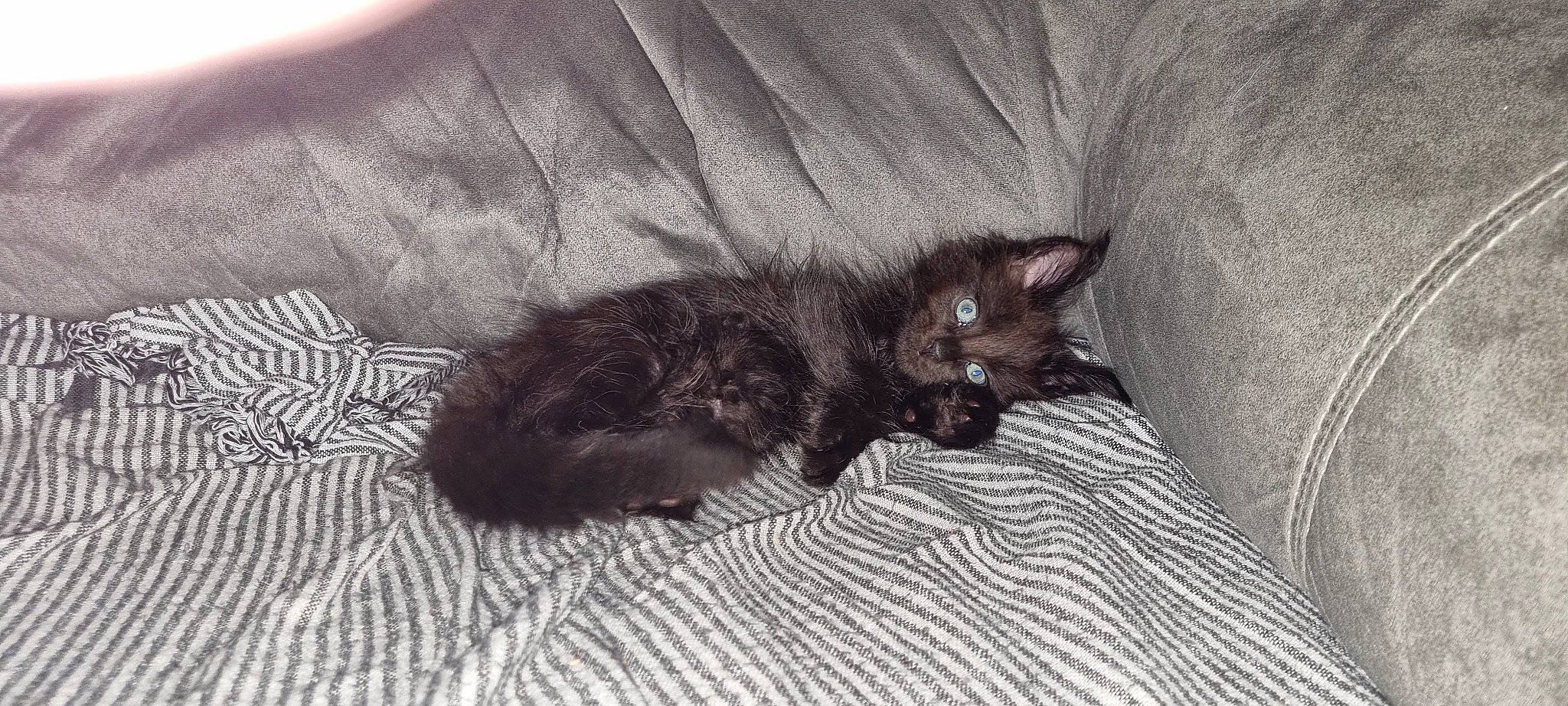 Tsuky a rejoint le concours — aidez-le/la à gagner de superbes lots ! black_cat, bombay, carnivore, cat, claw, comfort, dog_breed, domestic_short_haired_cat, felidae, flooring, fur, grey, monochrome_photography, paw, small_to_medium_sized_cats, snout, tail, terrestrial_animal, whiskers, wood