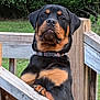 rottweiler, dog, canine, pet, portrait, close_up, collar, fence, wooden_deck, outdoors, grass, paws, tongue, brown_and_black, alert, muscular, guard_dog, standing, leaning, animal