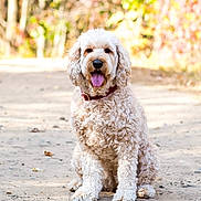Lila is registered to the contest to win money with this photo: dog, curly_fur, sitting, outdoor, path, autumn, leaves, trees, tongue_out, collar, nature, pet, canine, sunlight, happy, fur, mammal, animal, daytime, friendly