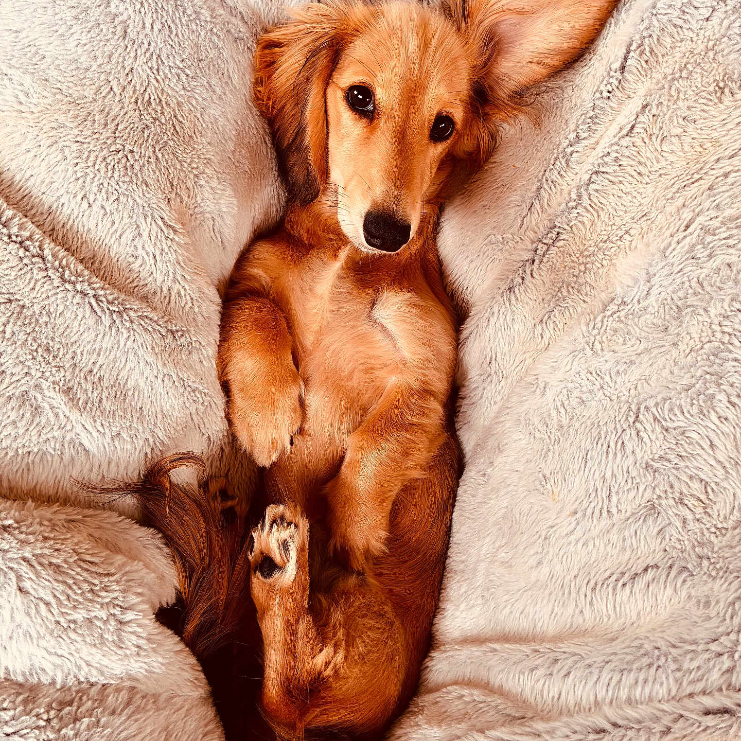 Bella joined the competition — help win amazing prizes! adorable, animal, brown_fur, companion, cozy, cute, dog, domestic_animal, fluffy_blanket, fur, indoors, lying_down, pet, puppy, relaxed, resting, sleeping_spot, small_dog, snuggled, soft_texture