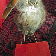 Orphée participe au concours pour gagner de l'argent avec cette photo : cat, gray_cat, fluffy_cat, indoor, rug, red_rug, patterned_rug, paper_bag, red_bag, floor_tiles, furniture_leg, pet, animal, looking_up, whiskers, yellow_eyes, curious, sitting, cozy, home