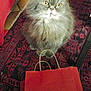 cat, gray_cat, fluffy_cat, indoor, rug, red_rug, patterned_rug, paper_bag, red_bag, floor_tiles, furniture_leg, pet, animal, looking_up, whiskers, yellow_eyes, curious, sitting, cozy, home