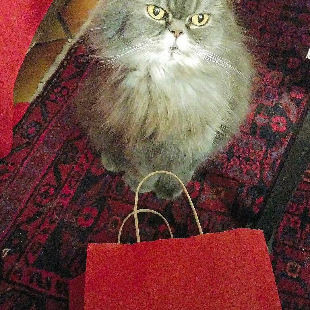 Orphée participe au concours pour gagner de l'argent avec cette photo : animal, cat, cozy, curious, floor_tiles, fluffy_cat, furniture_leg, gray_cat, home, indoor, looking_up, paper_bag, patterned_rug, pet, red_bag, red_rug, rug, sitting, whiskers, yellow_eyes