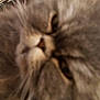 animal, background, blur, blurry, cat, close_up, domestic_cat, eye, face, feline, fur, gray_fur, indoor, leaf_pattern, nose, pet, tablecloth, tiled_floor, whisker, whiskers