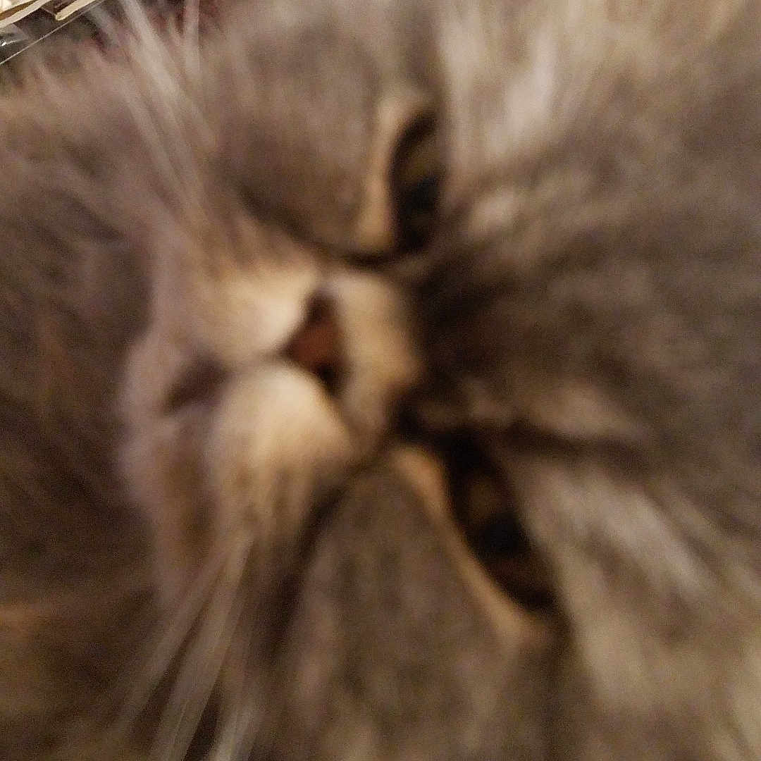 Orphée joined the competition — help win amazing prizes! animal, background, blur, blurry, cat, close_up, domestic_cat, eye, face, feline, fur, gray_fur, indoor, leaf_pattern, nose, pet, tablecloth, tiled_floor, whisker, whiskers