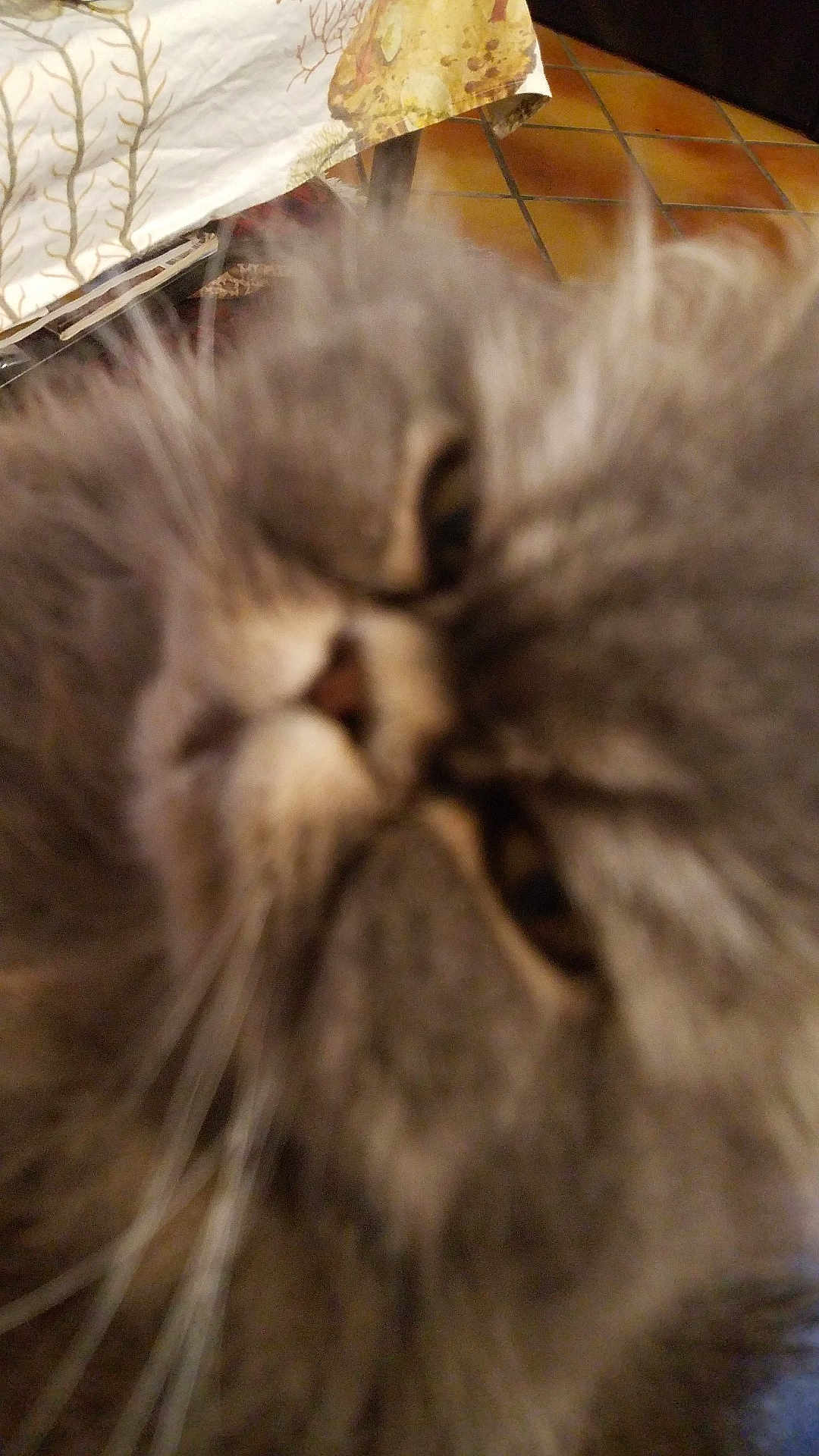 Orphée joined the competition — help win amazing prizes! animal, background, blur, blurry, cat, close_up, domestic_cat, eye, face, feline, fur, gray_fur, indoor, leaf_pattern, nose, pet, tablecloth, tiled_floor, whisker, whiskers