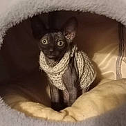 Bagira is registered to the contest to win money with this photo: sphynx_cat, cat, pet, indoor, knitted_sweater, cozy, bed, furniture, wide_eyes, curious, animal, cute, soft, warm, resting, feline, ears, hairless, domestic, comfort